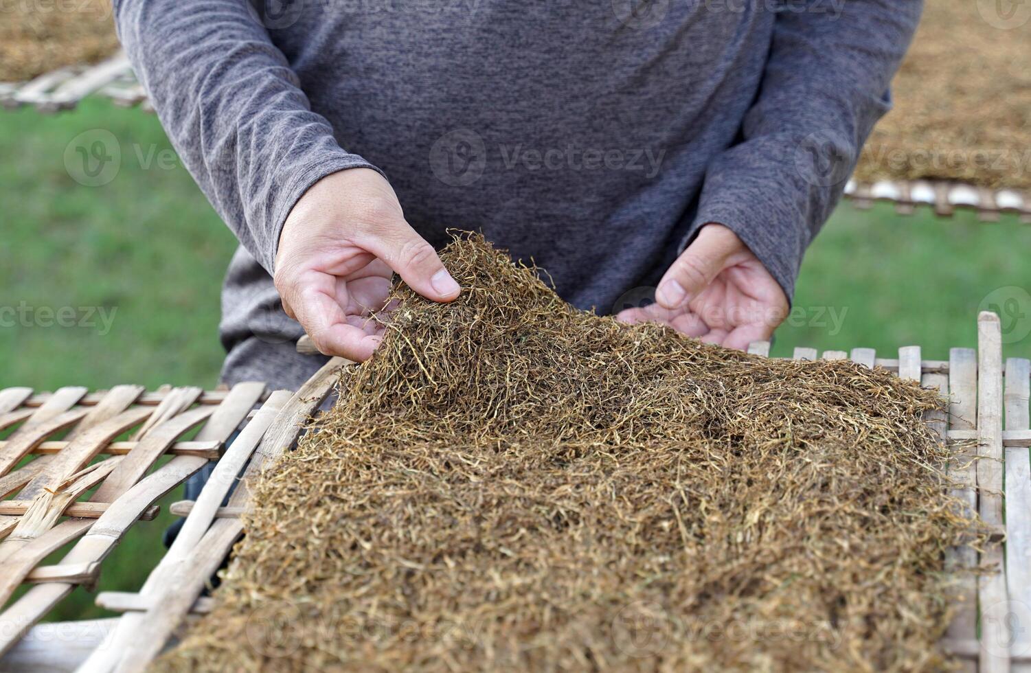 Gardeners use their hands to check the moisture of cut tobacco leaves drying on a tobacco drying rack in the front yard. Dried tobacco is used to make tobacco. Pungent drugs and use of cigarettes. photo