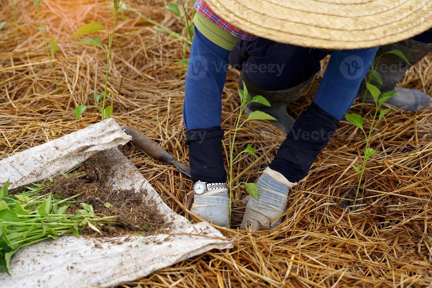 Farmers plant chili seedlings in their fields. Chili is considered an export crop and can be stored and sold both fresh and dried. Soft and selective focus. photo