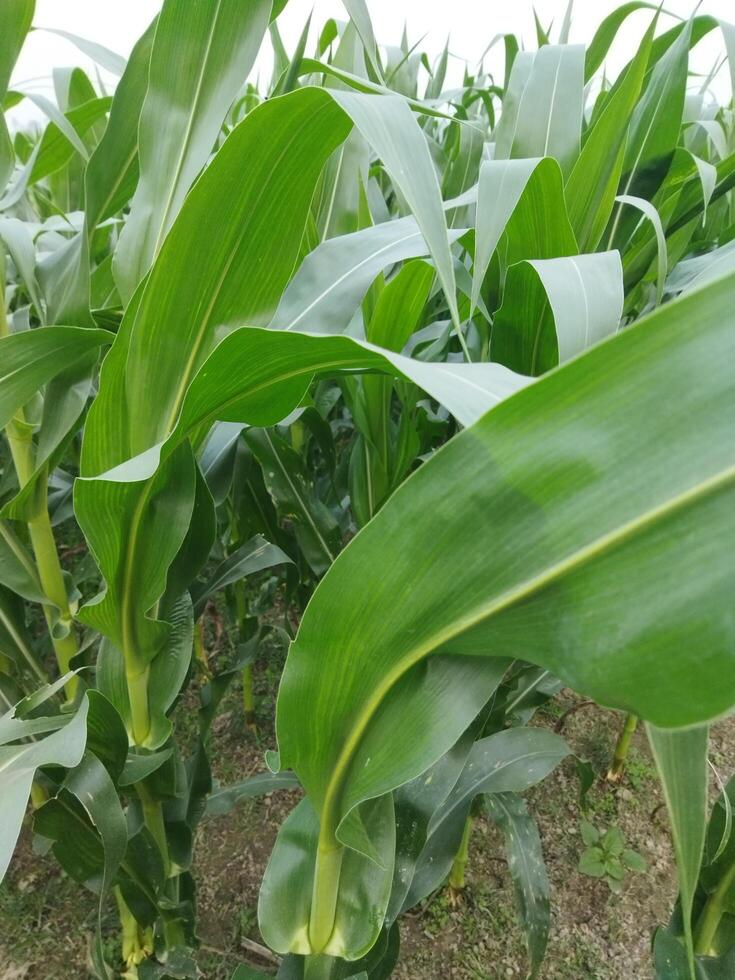 a field of corn is growing in the middle of a field photo