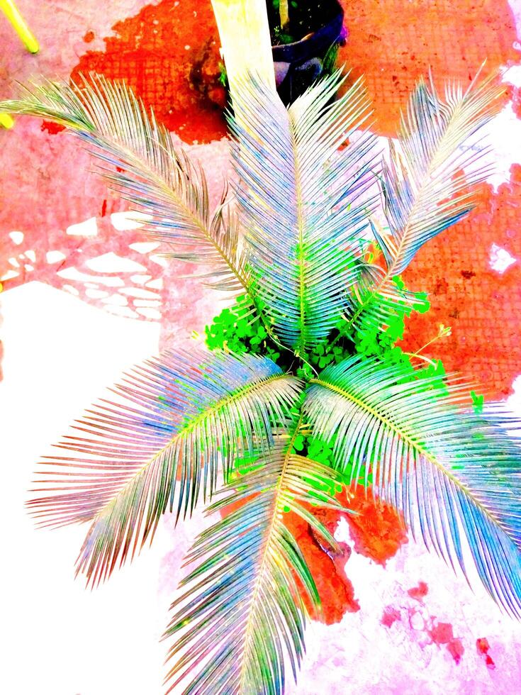 a palm tree with a red flower photo