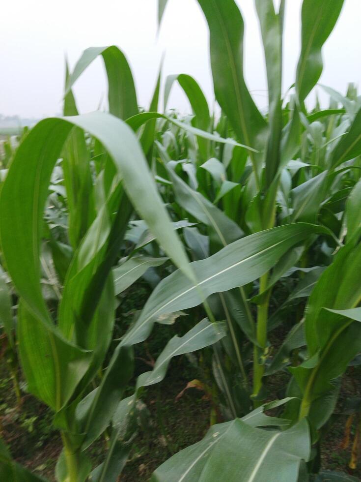 a field of corn is growing in the middle of a field photo