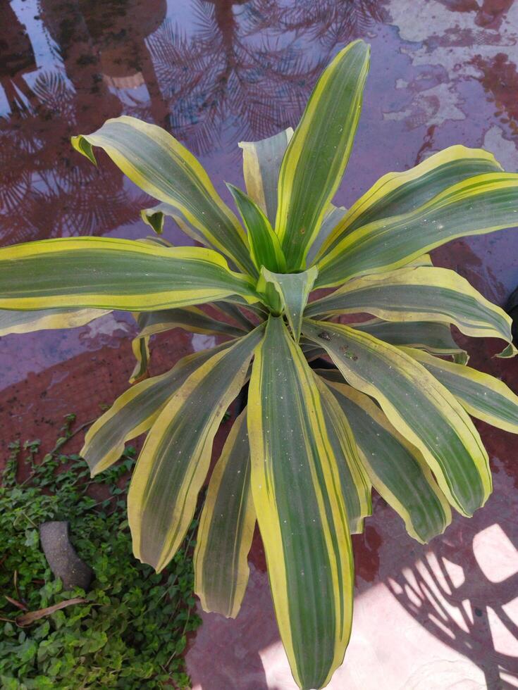 a plant with yellow and green leaves photo