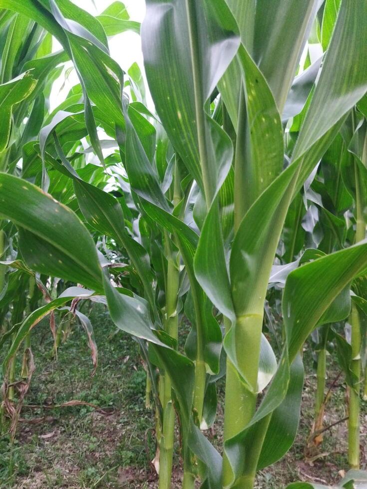 un campo de maíz es creciente en el medio de un campo foto