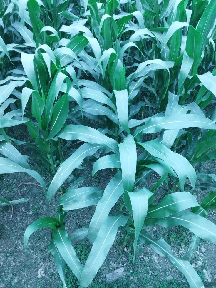 a field of corn is growing in the middle of a field photo