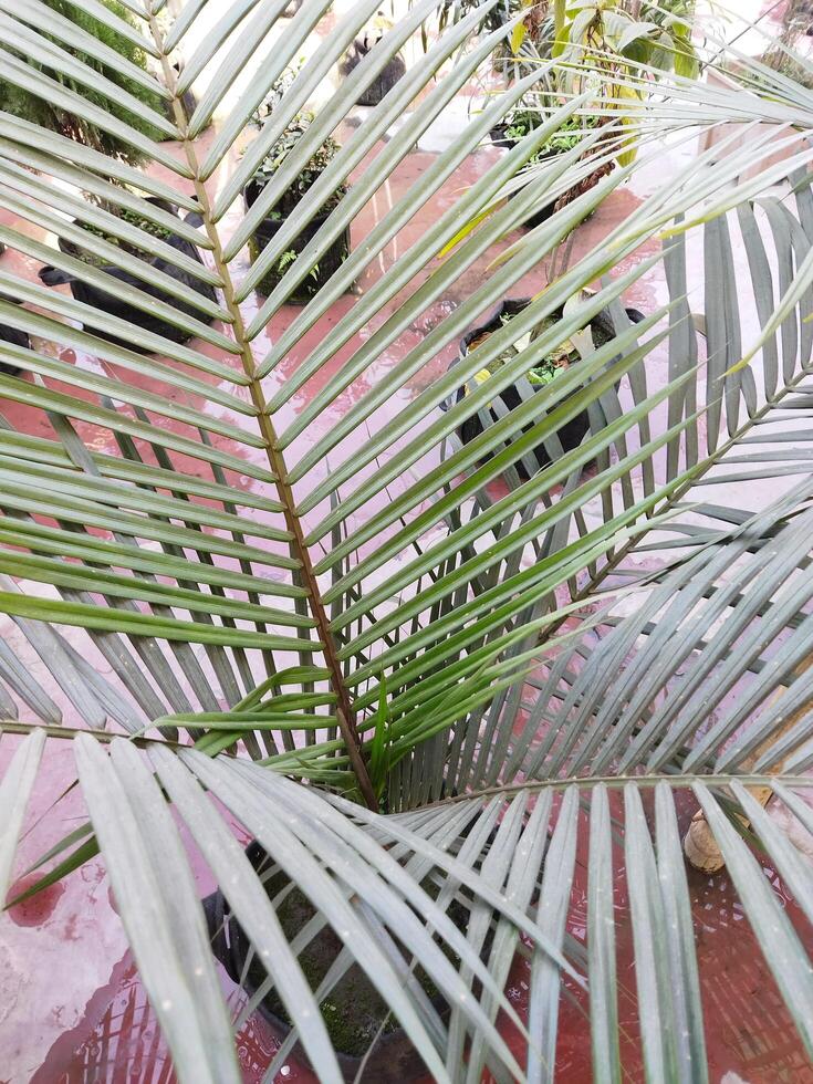 a palm tree with leaves and a pot on a table photo