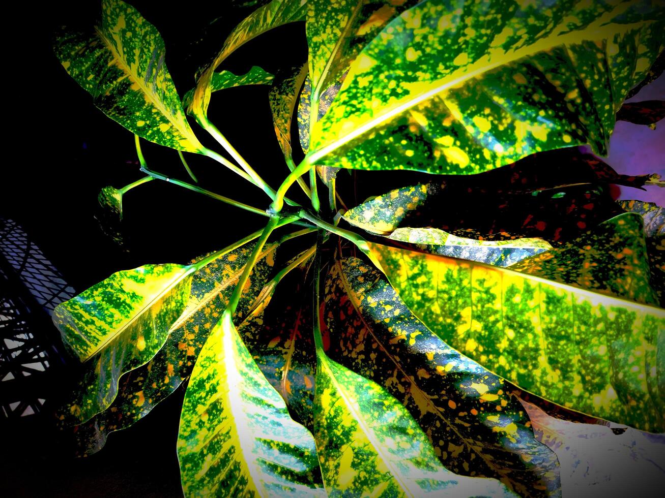 a large plant with yellow and green spots photo