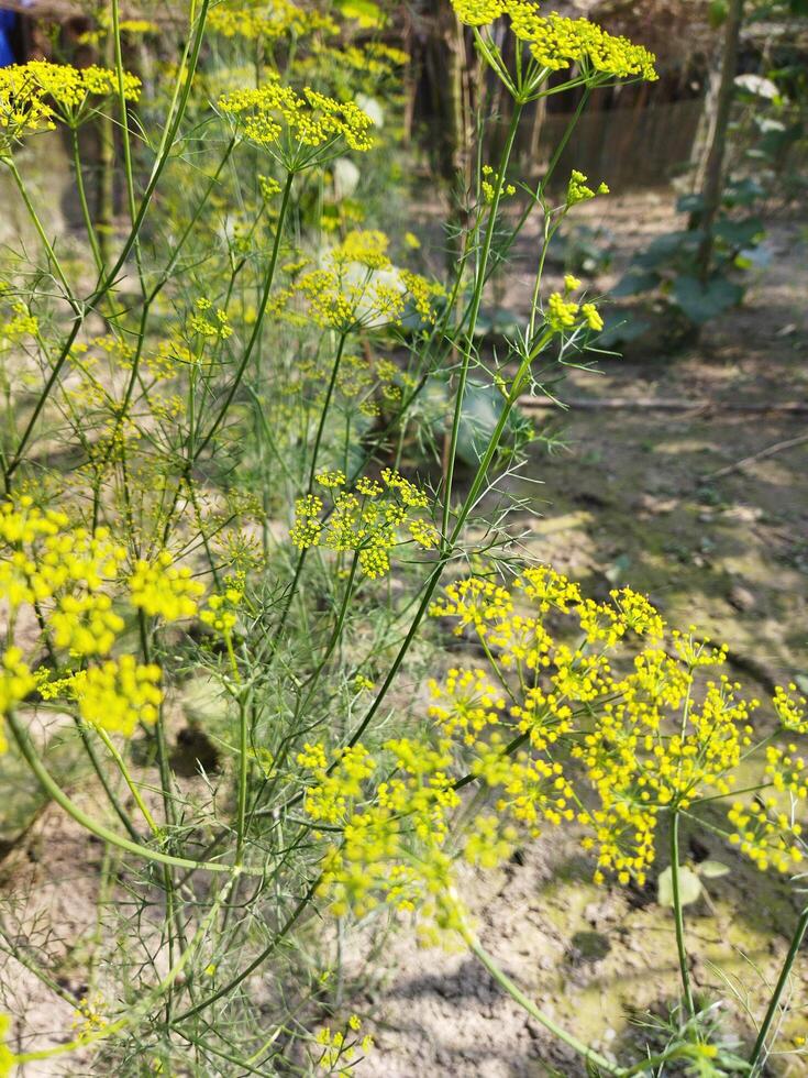 a plant with yellow flowers in the dirt photo