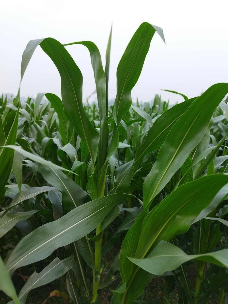 a field of corn is growing in the middle of a field photo