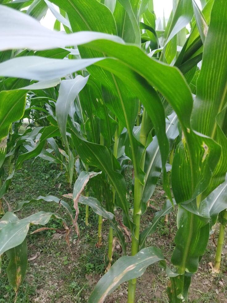 un campo de maíz es creciente en el medio de un campo foto