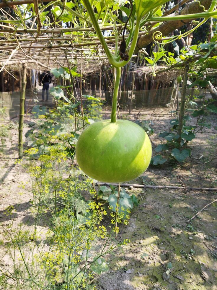 a green fruit hanging from a tree in a garden photo