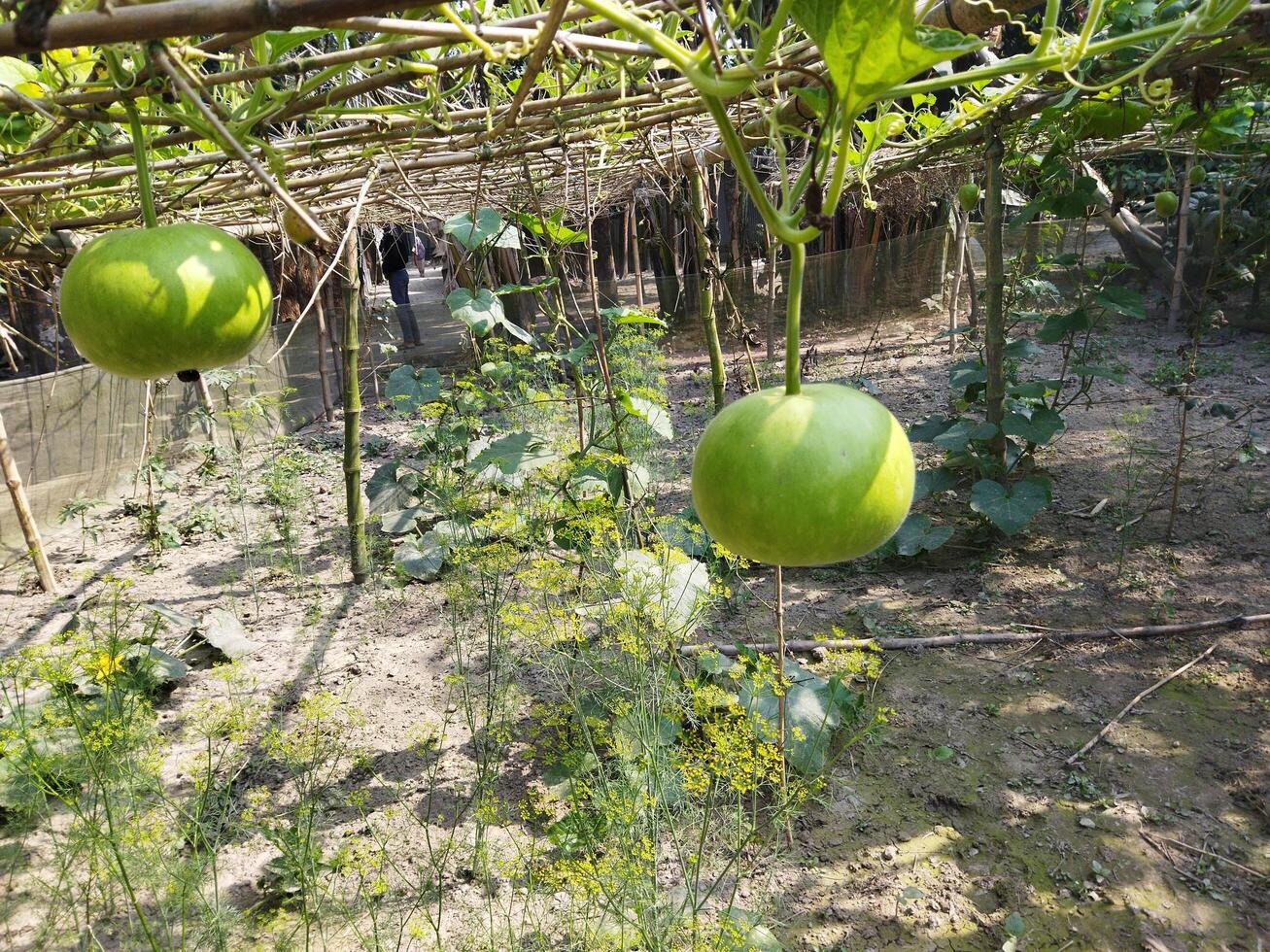 un verde Fruta colgando desde un árbol en un jardín foto