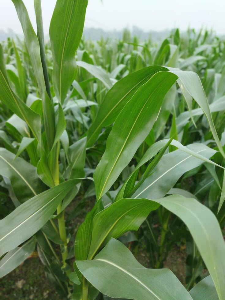 a field of corn is growing in the middle of a field photo