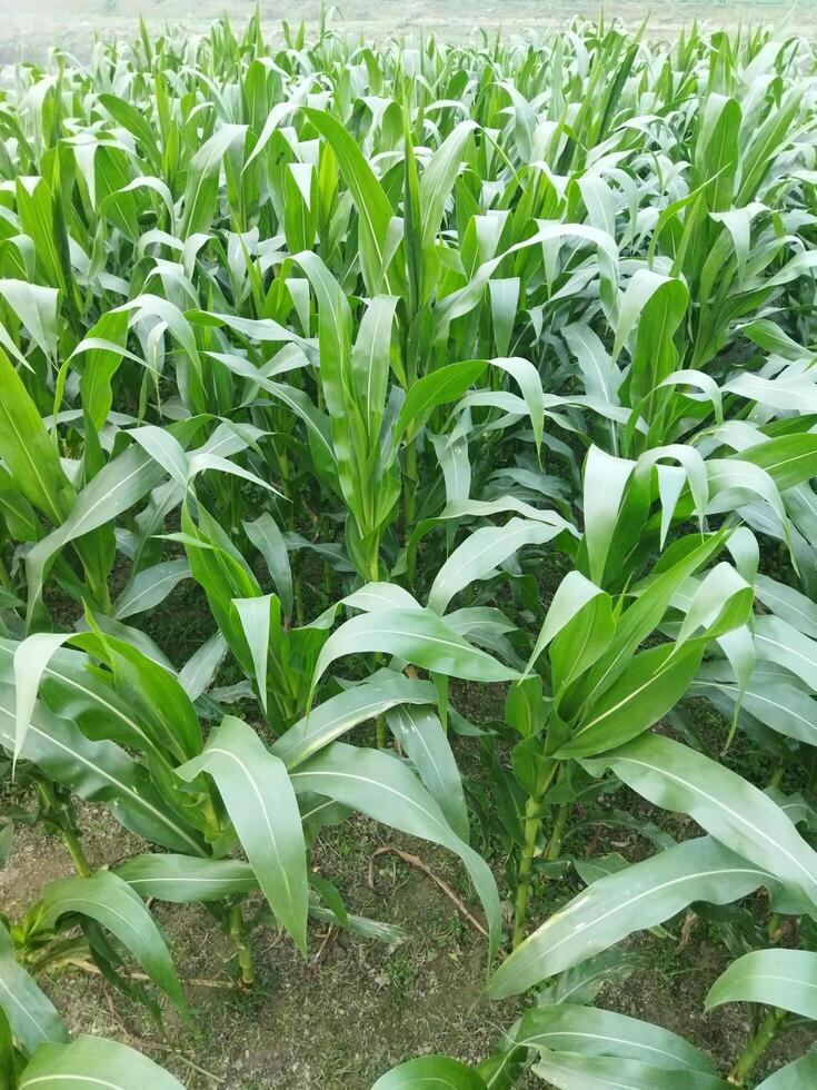 a field of corn is growing in the middle of a field photo
