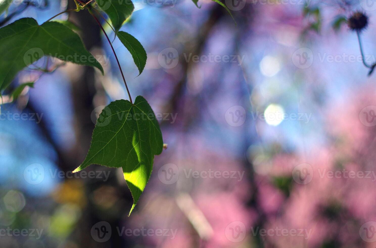 Green leaves on a pink melted background photo