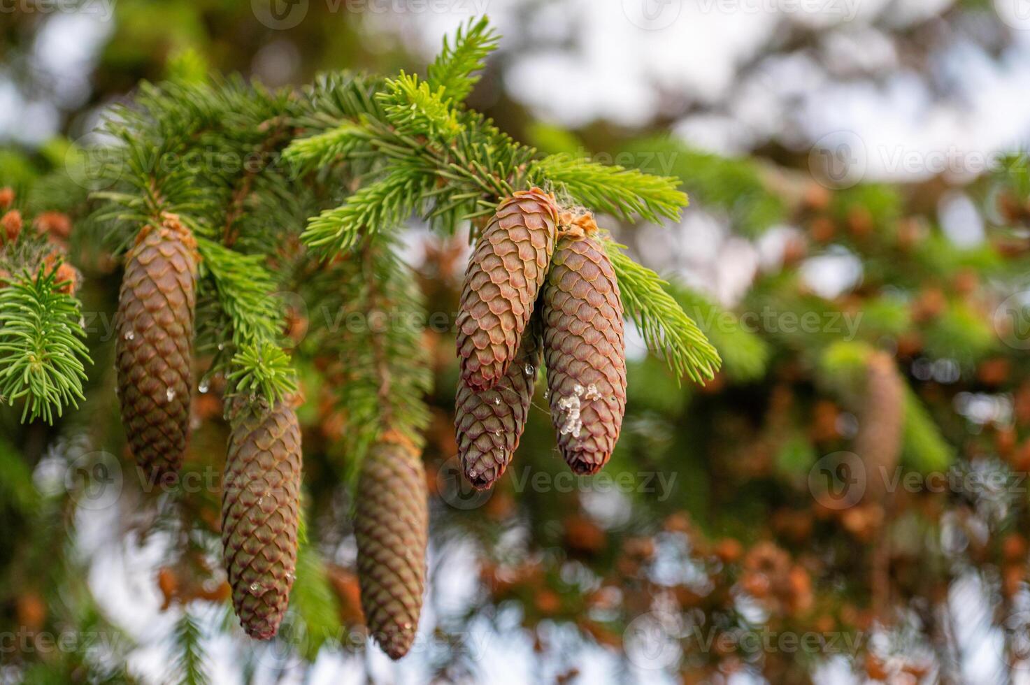 A young red fir cone on green branches on a green background with resin photo