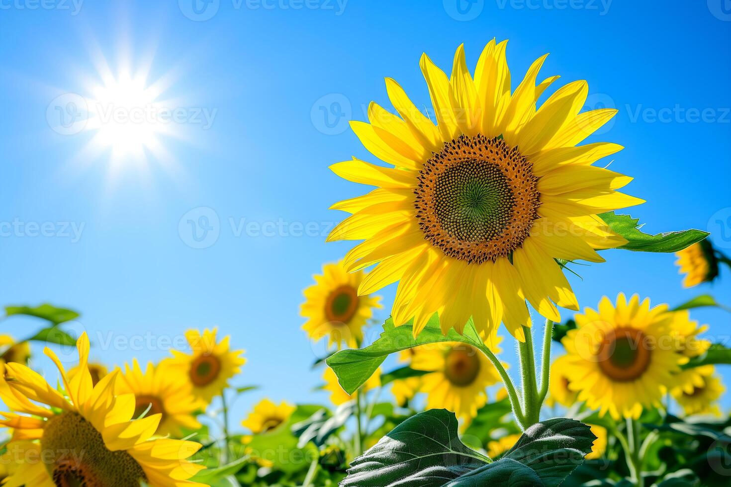 AI generated Vibrant sunflowers stretch towards the bright summer sun, their golden petals a stark contrast to the clear blue sky, embodying the essence of a warm, sunny day photo