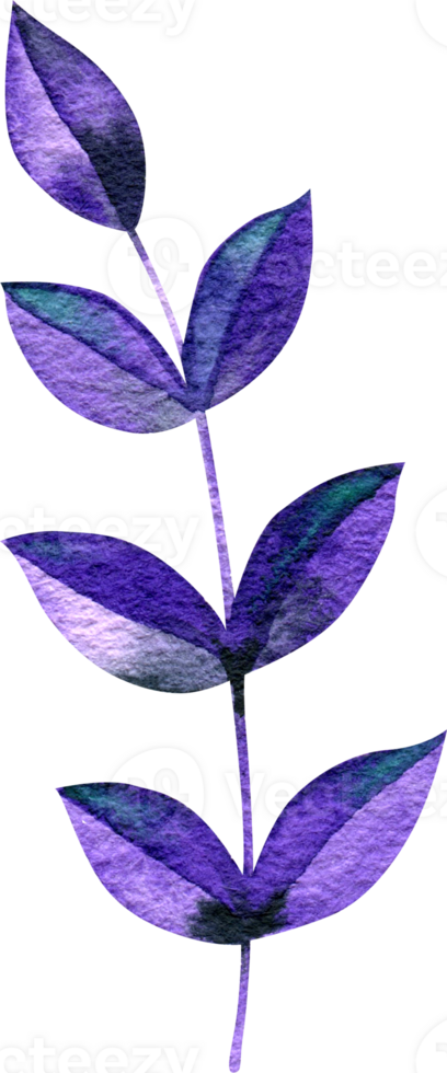Watercolor violet foliage isolated element png