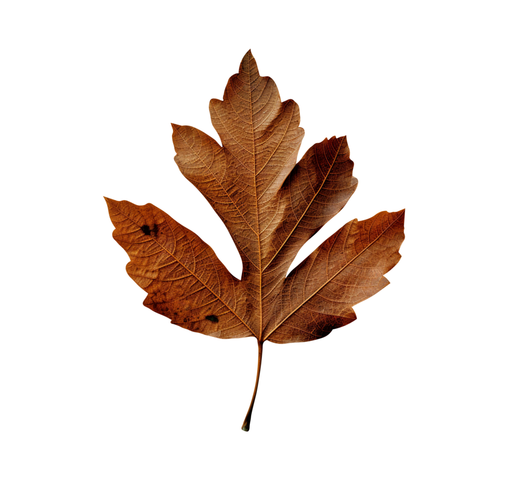 AI generated Leaf isolated on png background
