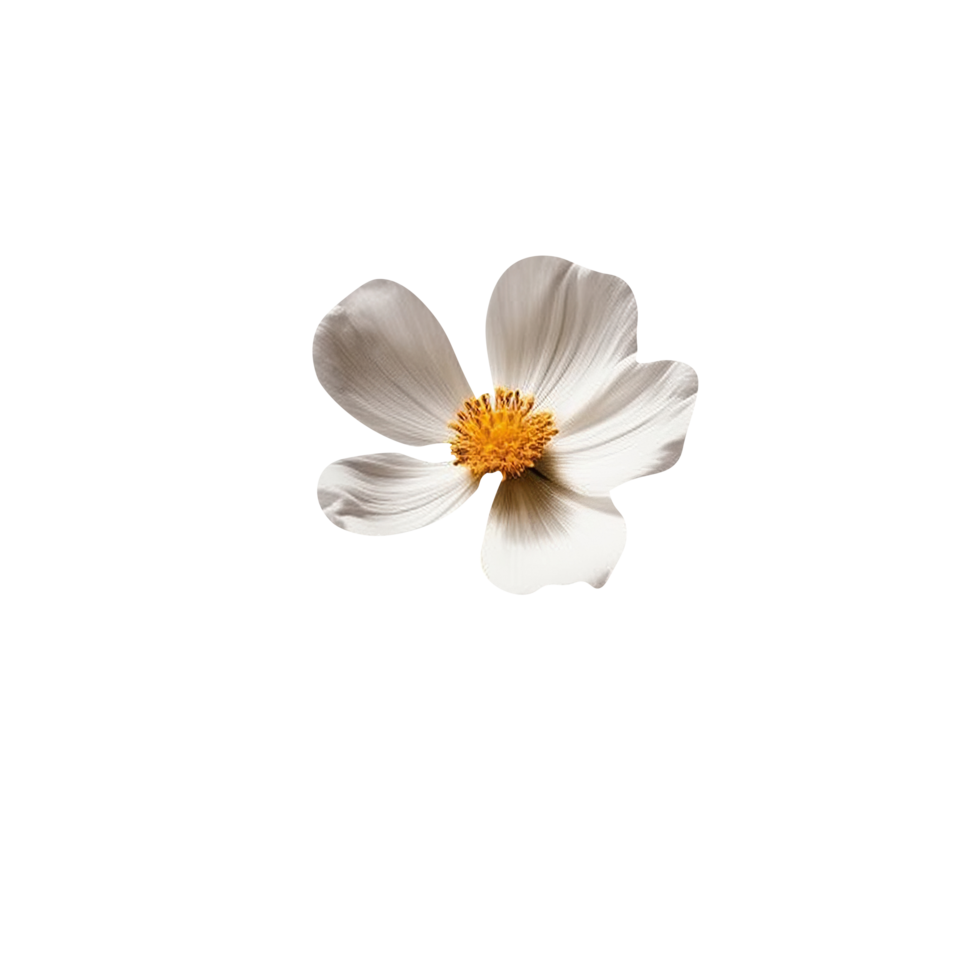 Flower isolated on background png