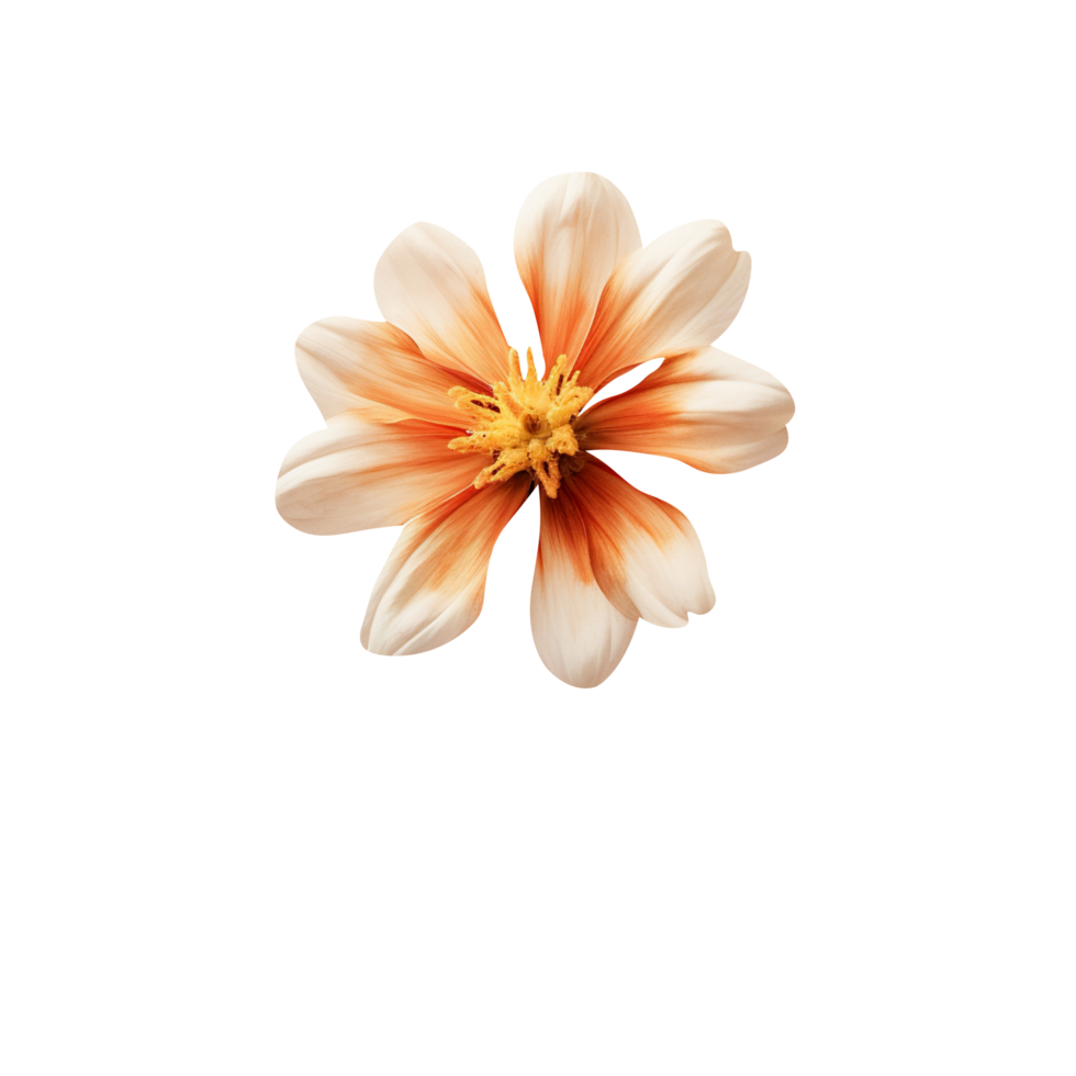 Flower isolated on background png