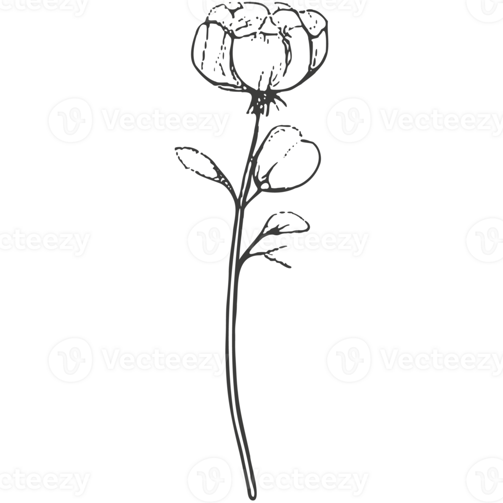 Black silhouette of plants and flowers. png
