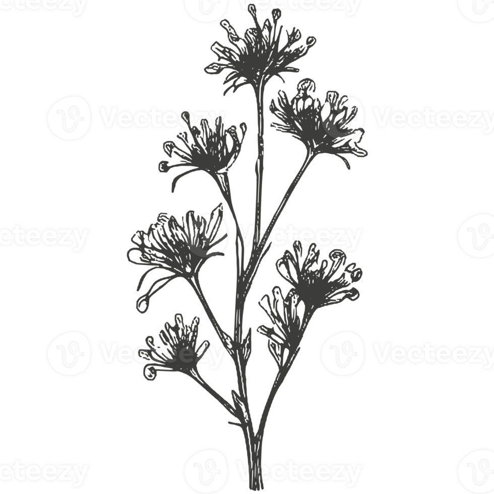 Black silhouette of plants and flowers. png