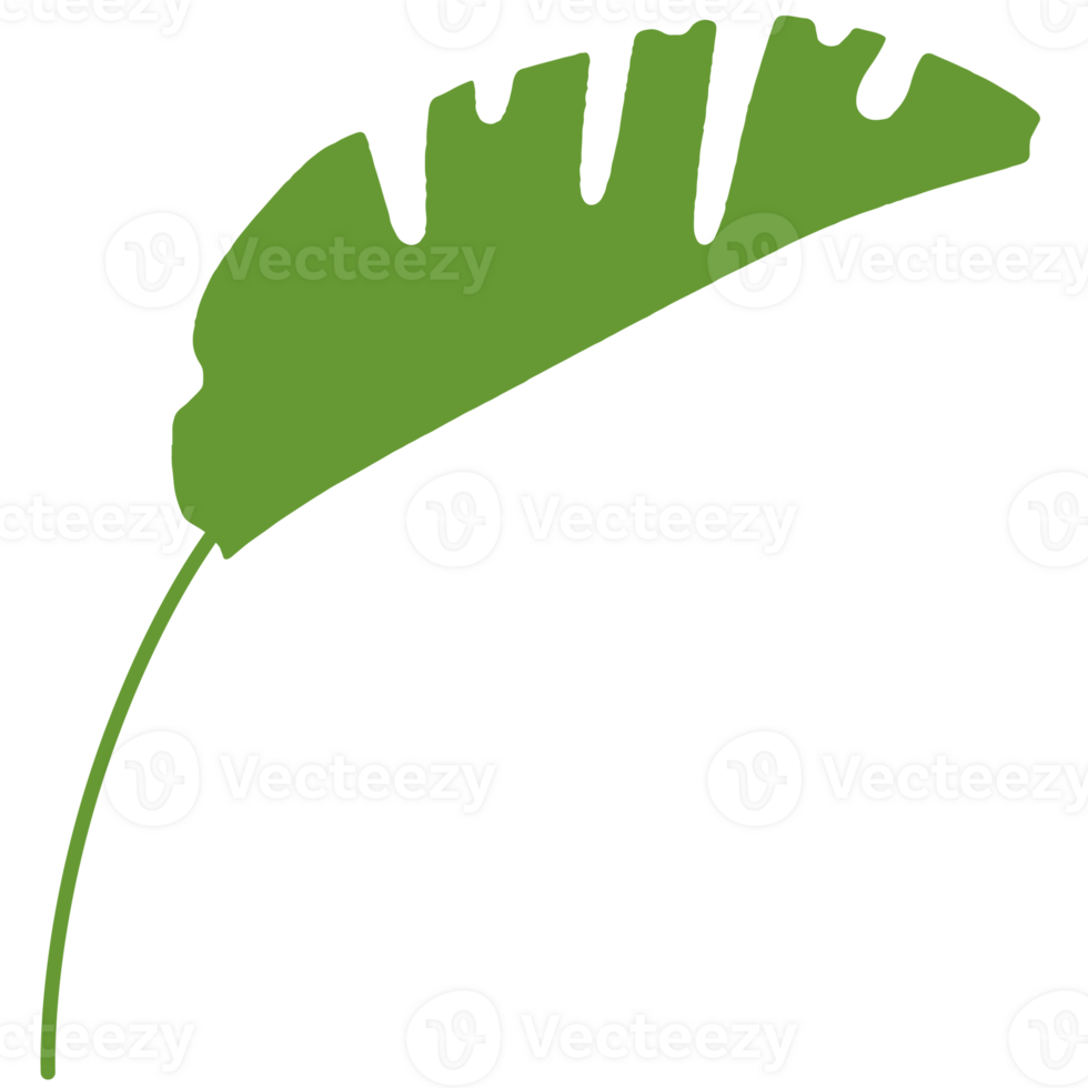 Green tropical leaves. png