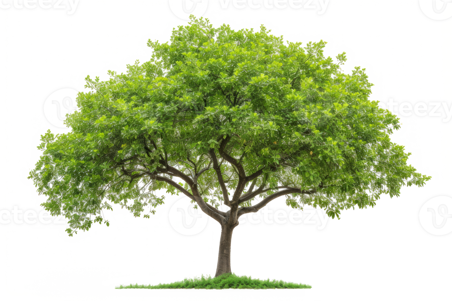 AI generated Tree with green leaves isolated png