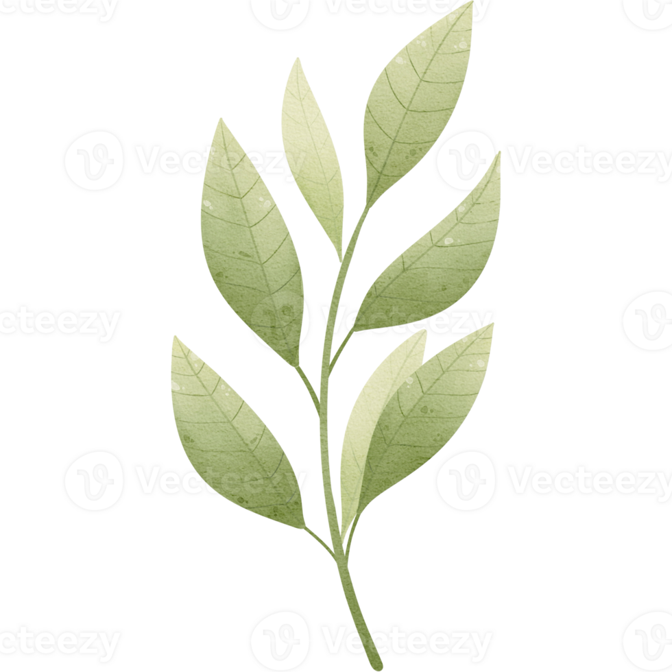 green leaves, transparent background, floral arrangement, bouquet, clipart png