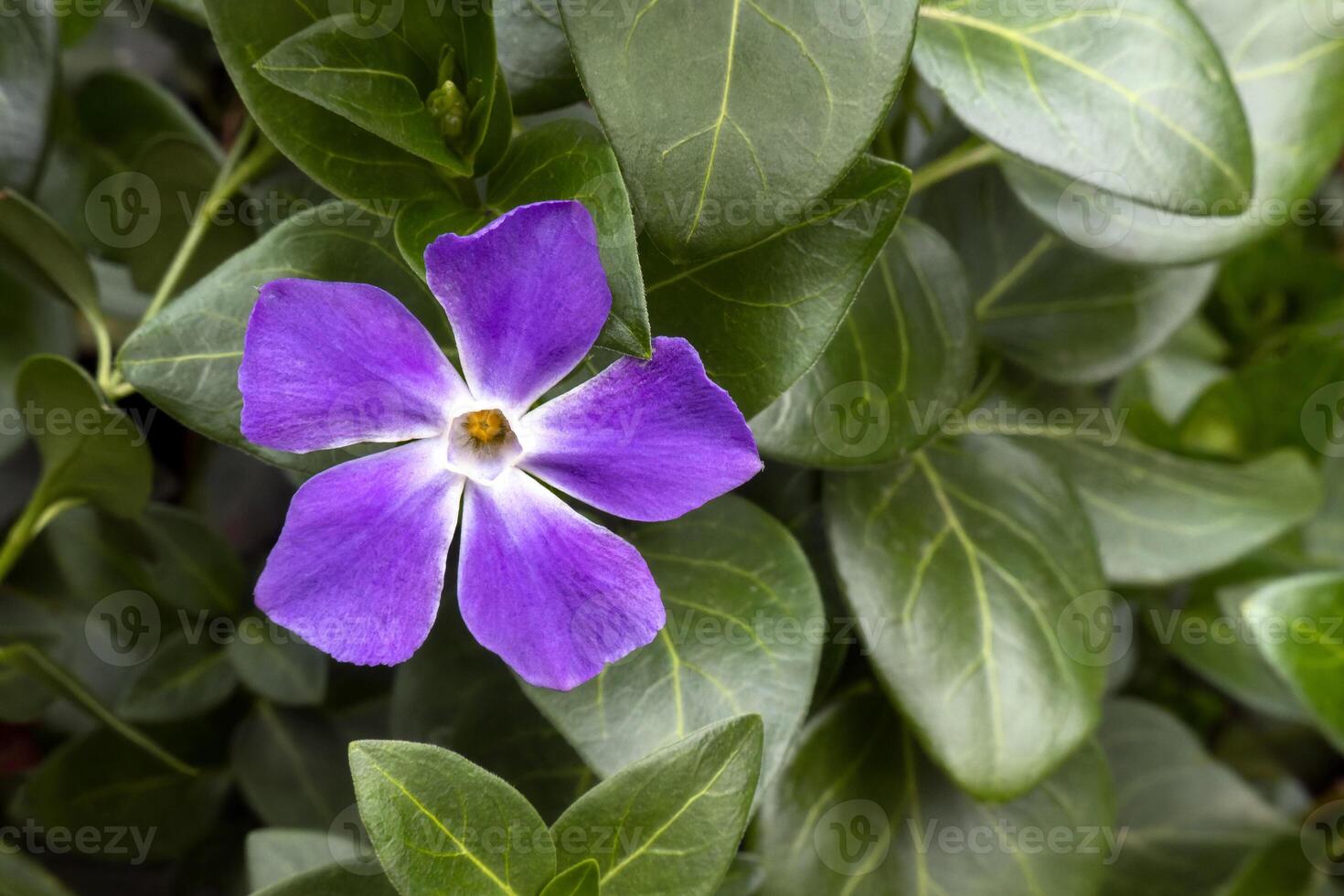 Vinca major Purple flower plant with space for text photo