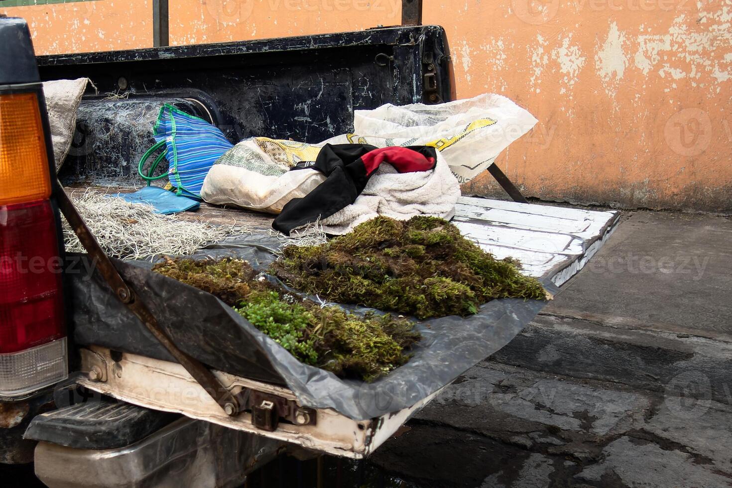 People selling Bryophyta moss and Tillandsia usneoides hay harming local fauna in Mexico photo