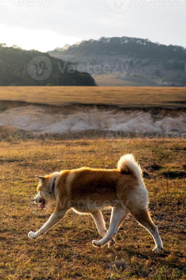 Akita Dog walking in open field, relaxed sunset with space for text photo