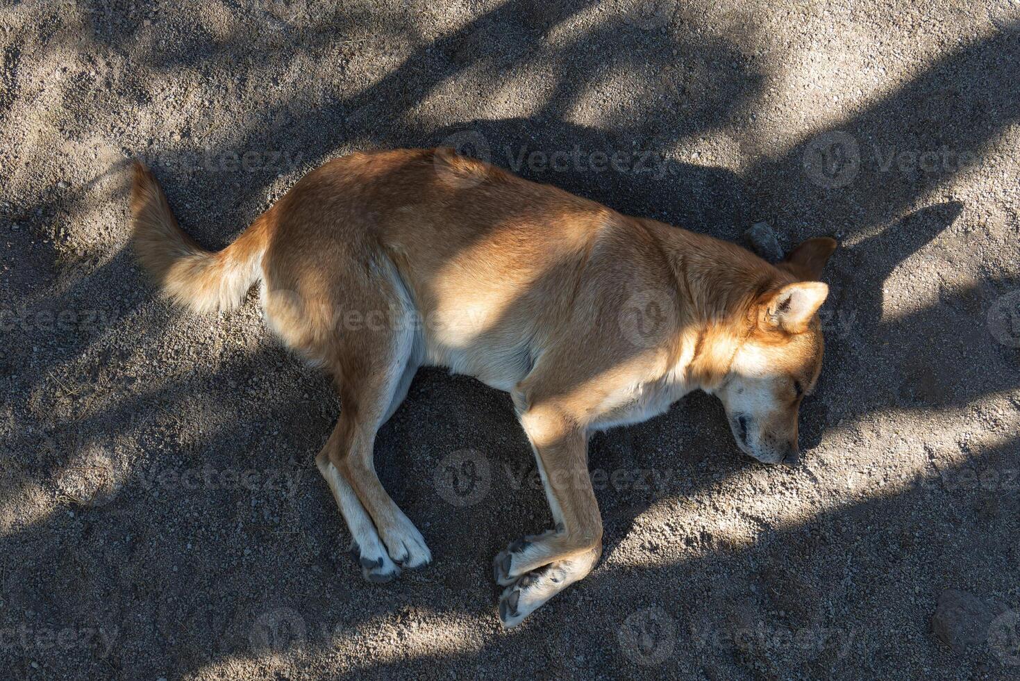 amarillo perro dormido en el arena, con espacio para texto foto