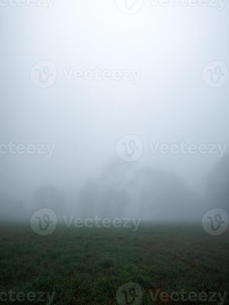 paisaje de arboles con un lote de niebla durante el mañana, con espacio para texto foto