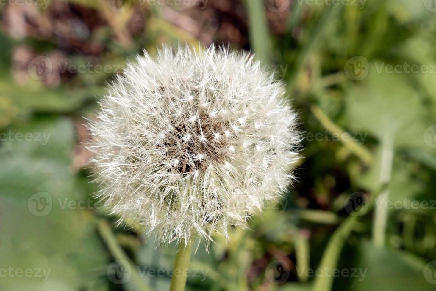 White dried Taraxacum officinale plant in the garden, with space for text photo
