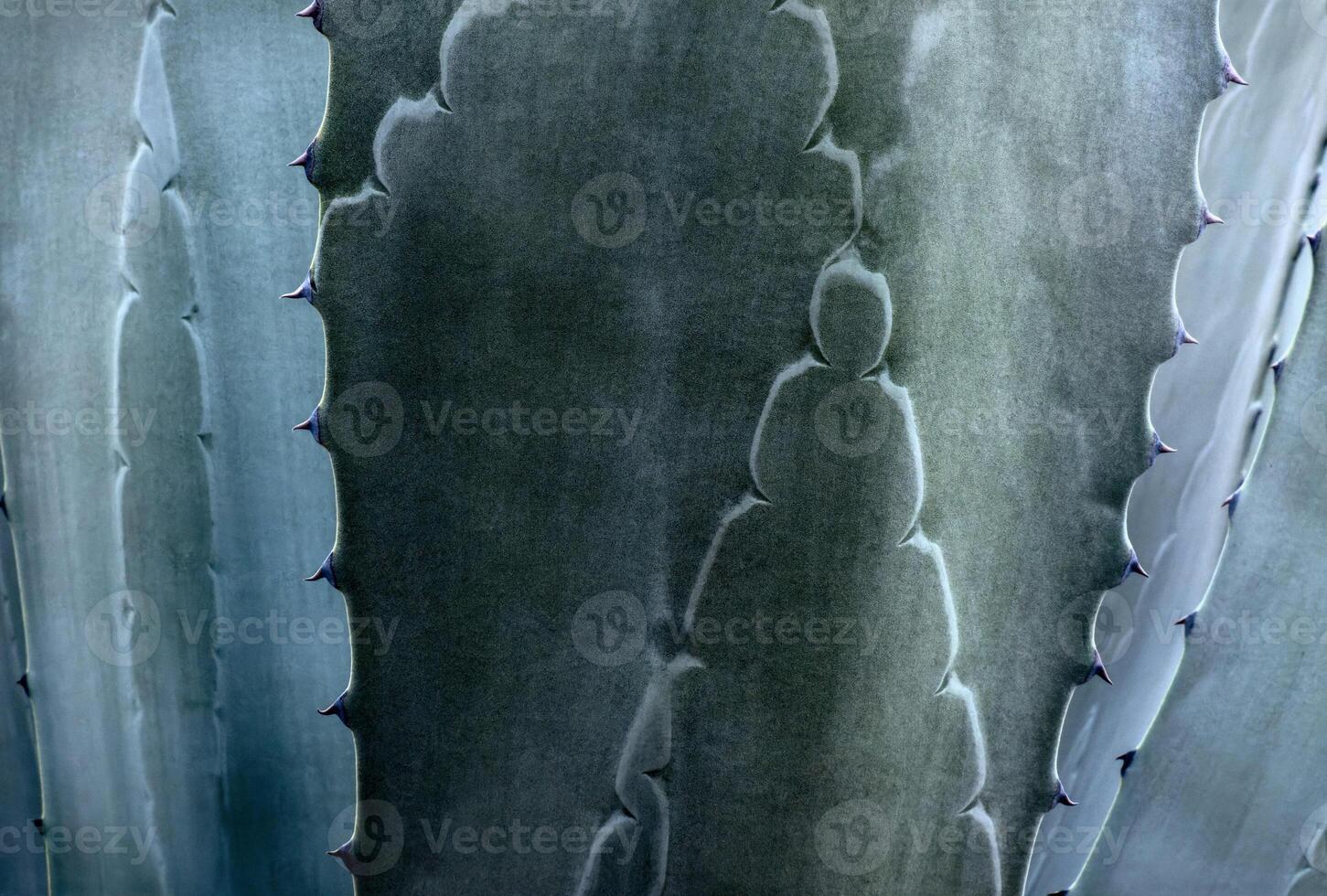 Agave Americana maguey premium background in Latin America with space for text photo