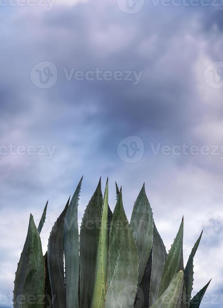 Agave salmiana maguey with sky in the background and space for text photo