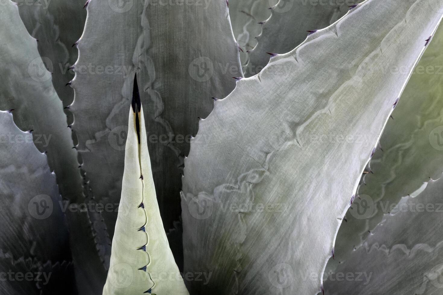 Background texture, Closeup agave Americana salmiana cactus abstract natural pattern photo