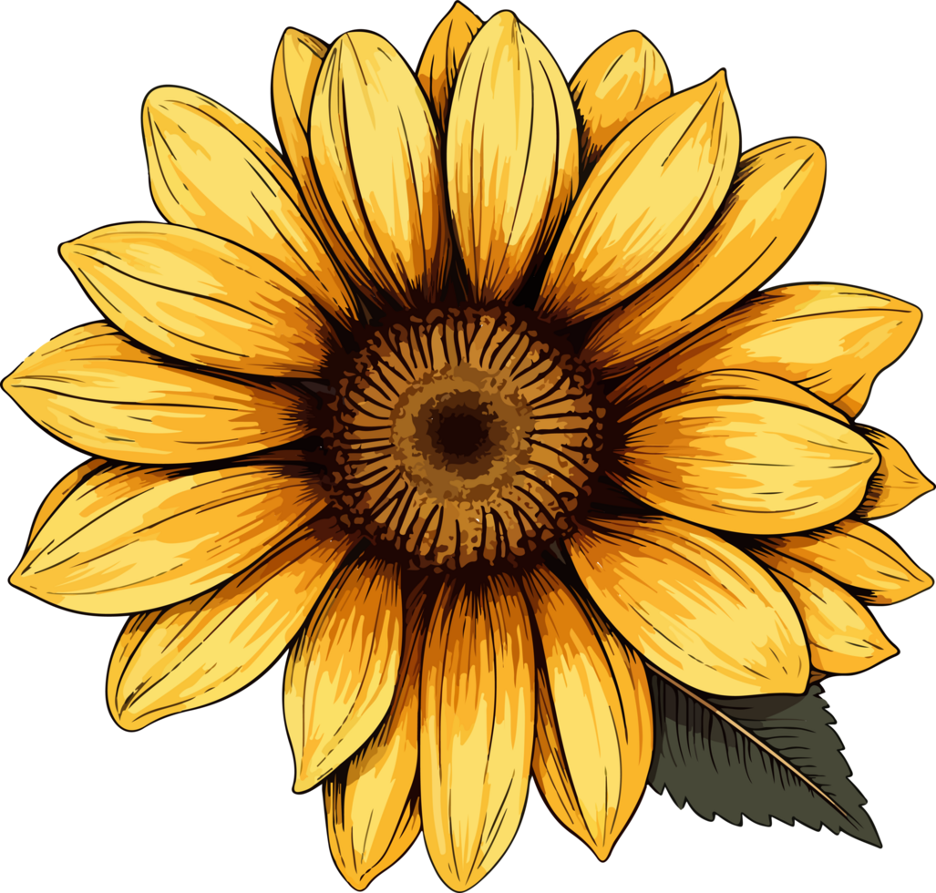 AI generated sunflower illustration isolated on transparent background. png
