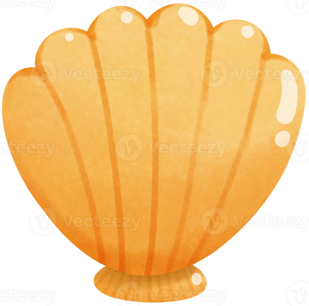 Sea scallops shells png