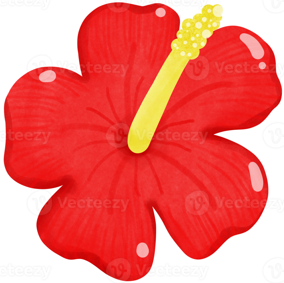 Red hibiscus flower png