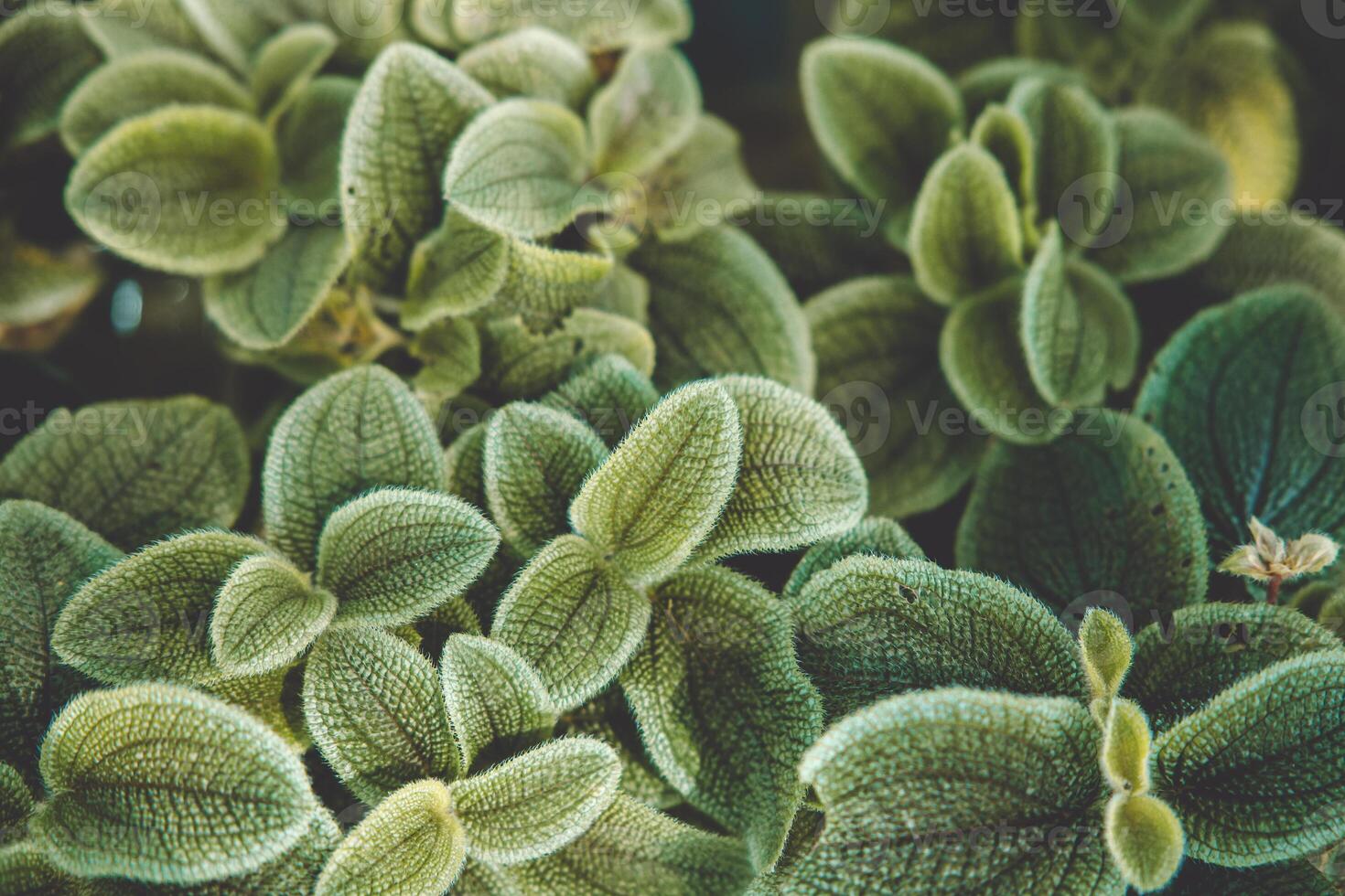 small green plant closeup macro beautiful detail of leaves texture pattern for natural background photo