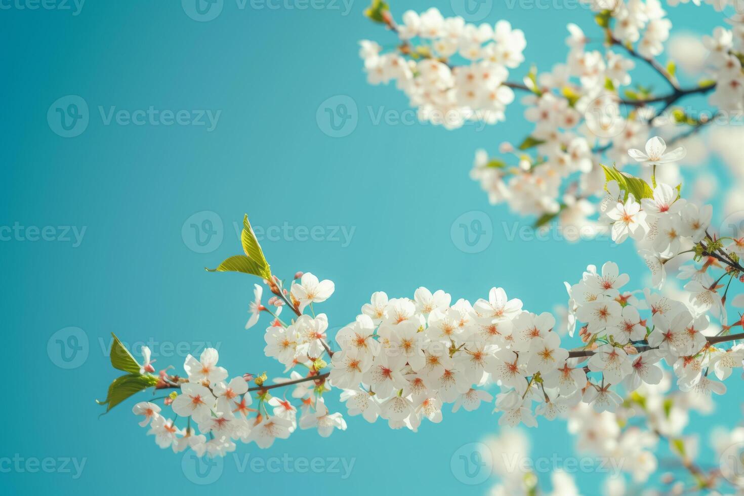 AI generated Spring banner with branches of blossoming cherry on blue sky background. Generative AI photo