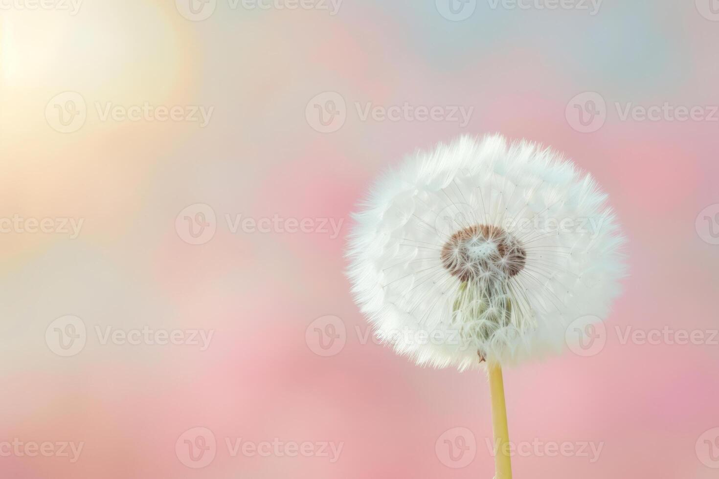 AI generated Dandelion on soft pastel background. Closeup of dandelion in morning sunlight. Generative AI photo