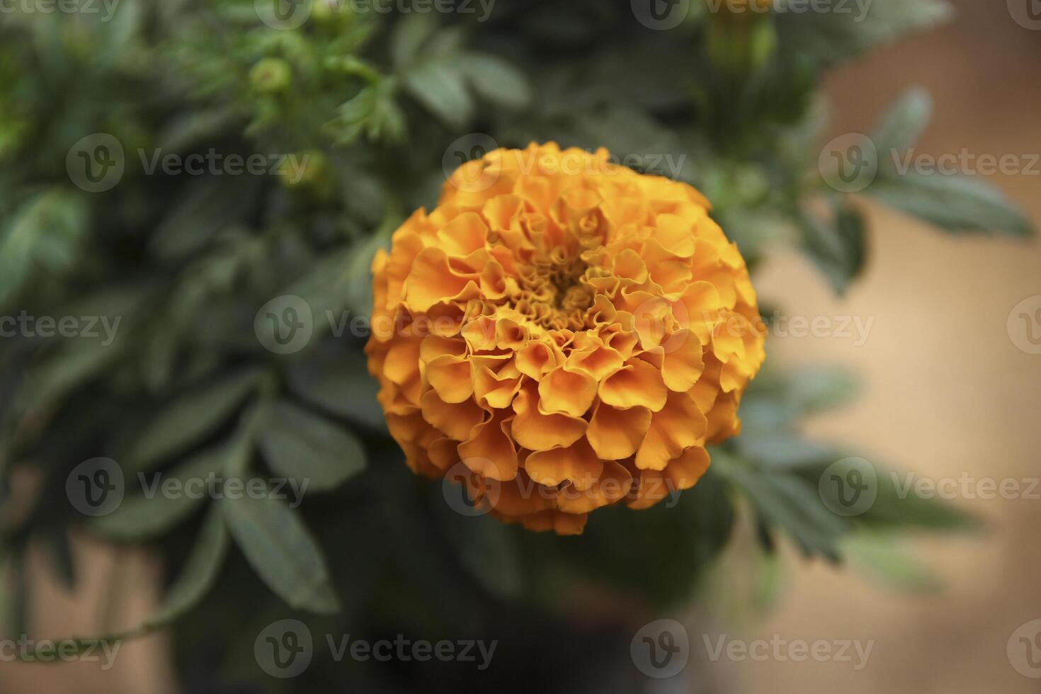 Ogange tagetes erecta, Giant-scabious photo