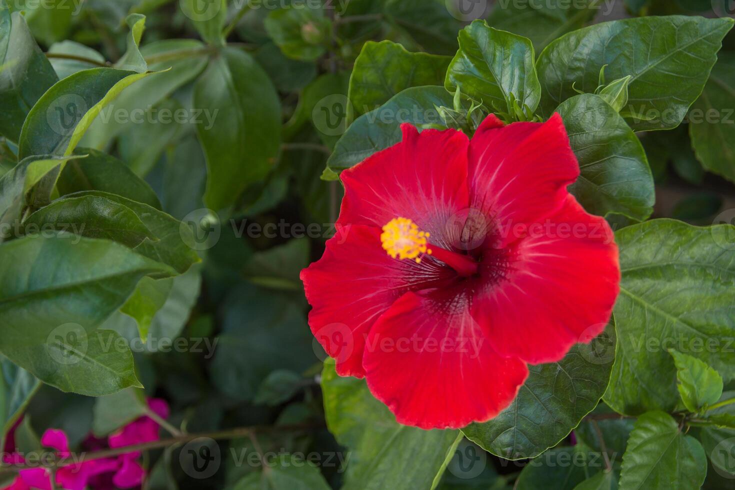 Hawaiian hibiscus, Hibiscus rosa-sinensis, Crimsoneyed rosemallow photo