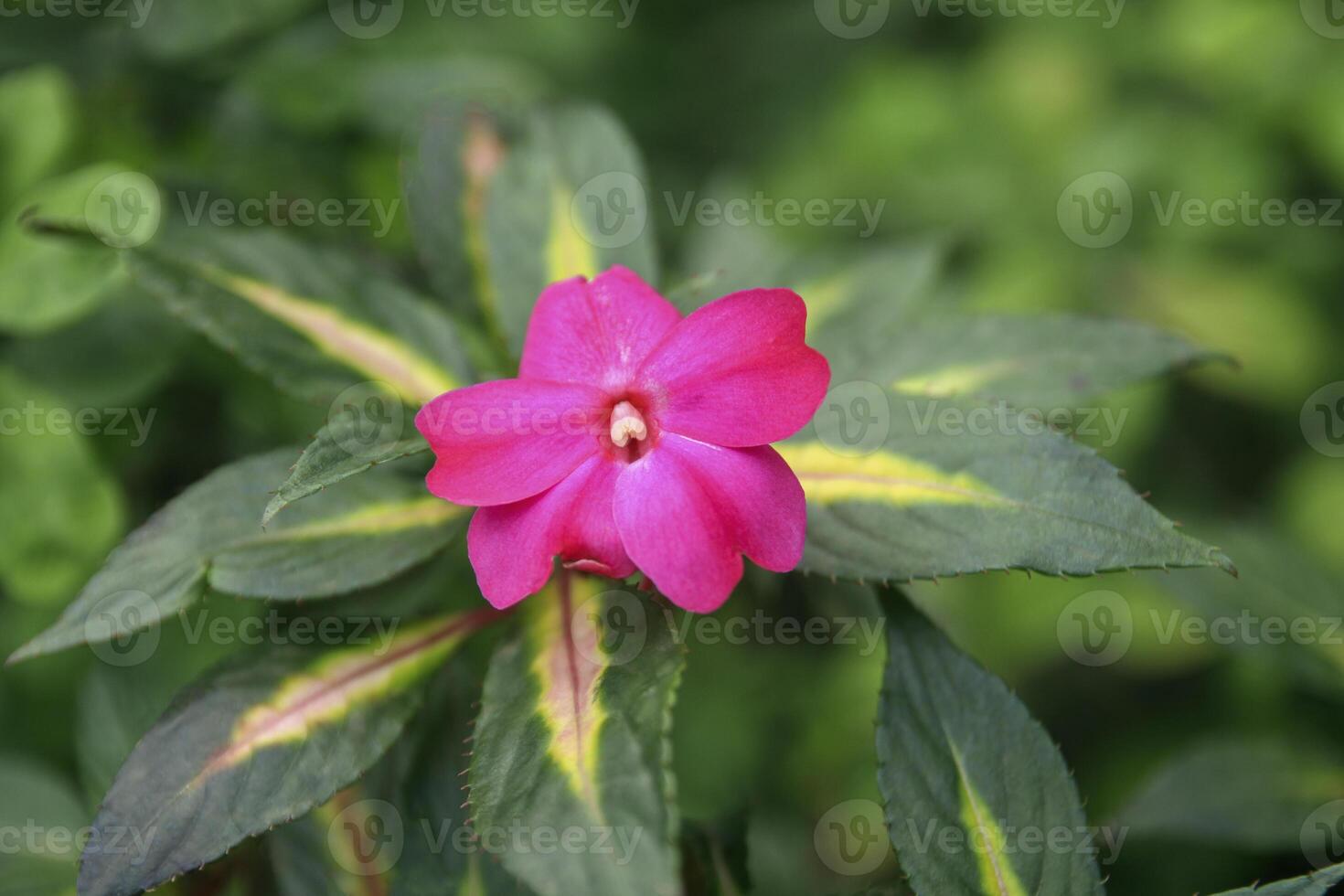 Impatiens hawkeri, Busy lizzy, Balsam photo