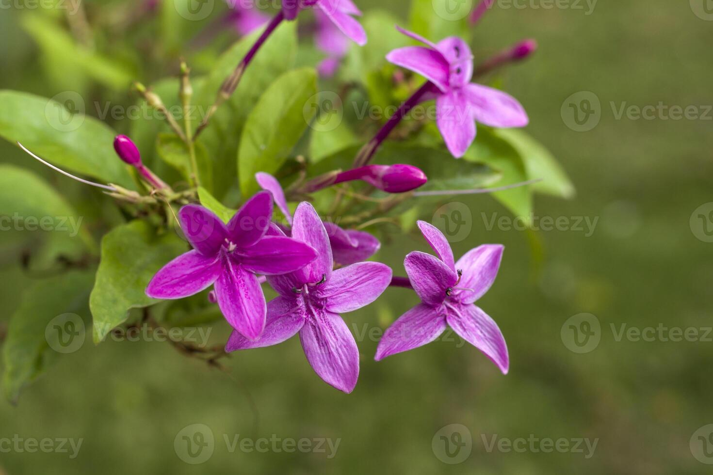 Philippine-violet, Tropical kanakaambaram, Barleria cristata photo