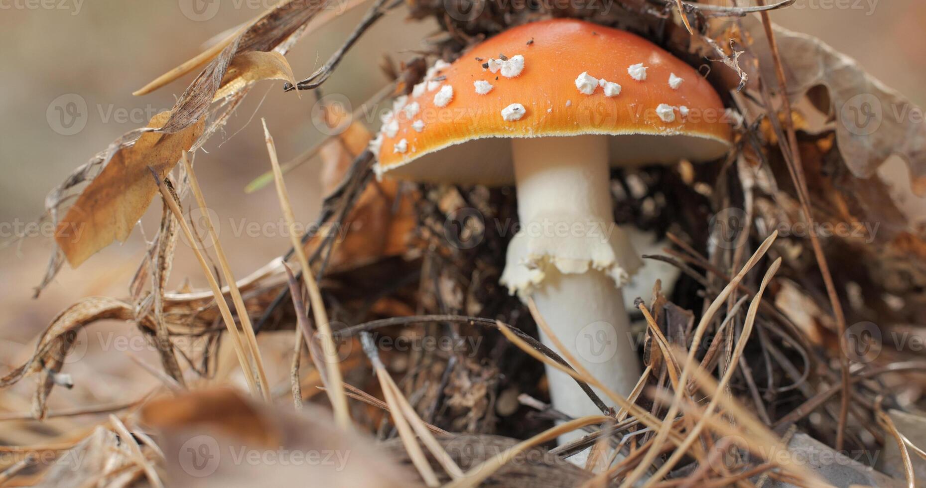 Red fly agaric in the forest close-up. Fly agaric in a coniferous forest photo