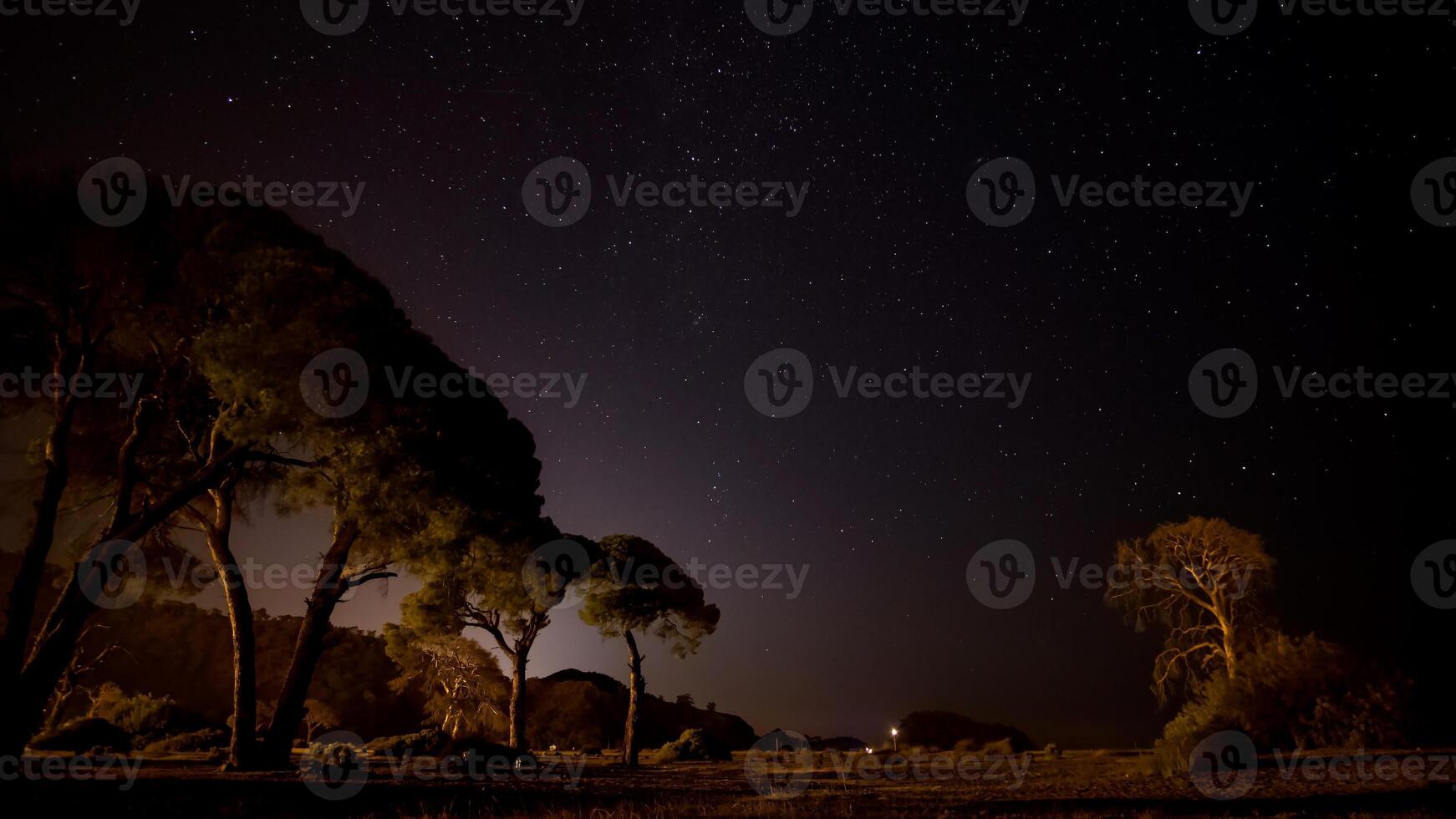 Stars in night sky over the pine trees photo